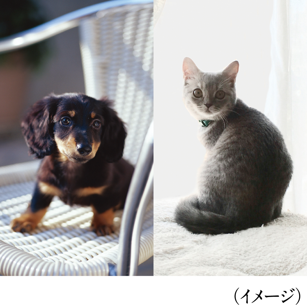 ペット飼育可能